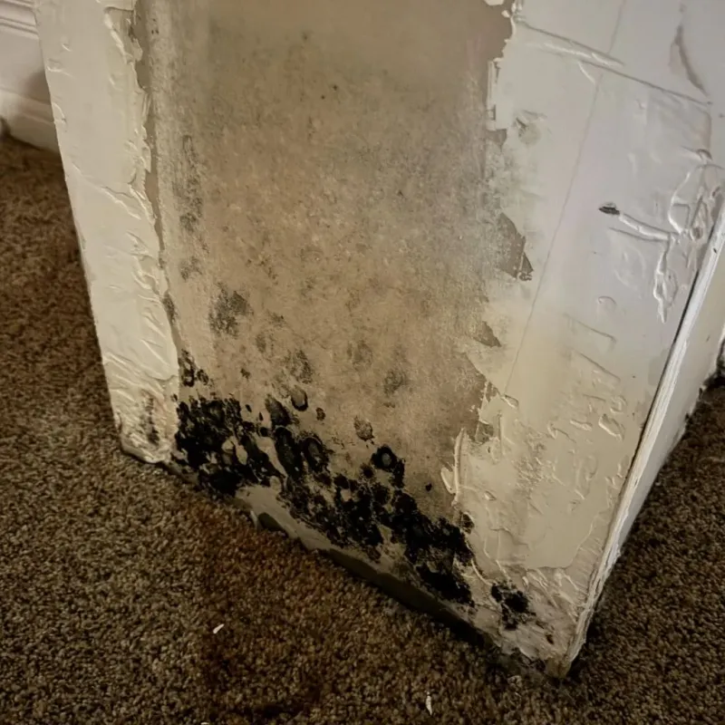 Professional Mold Removal in Green Rock, IL